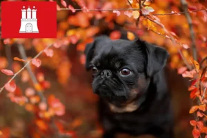 Lees meer over het artikel Petit Brabançon fokkers en pups in Hamburg