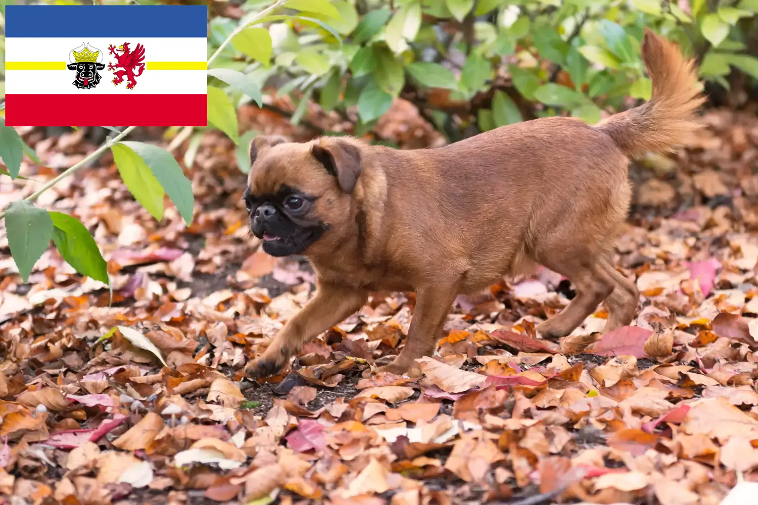 Lees meer over het artikel Petit Brabançon fokkers en pups in Mecklenburg-Vorpommern