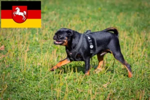 Lees meer over het artikel Petit Brabançon fokkers en pups in Nedersaksen