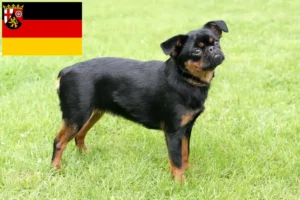 Lees meer over het artikel Petit Brabançon fokkers en pups in Rijnland-Palts