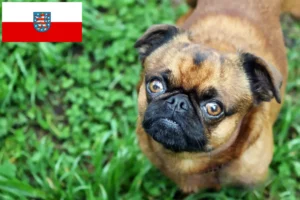 Lees meer over het artikel Petit Brabançon fokkers en pups in Thüringen
