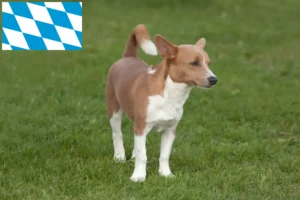 Lees meer over het artikel Podenco fokkers en pups in Beieren