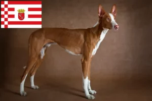 Lees meer over het artikel Podenco fokkers en pups in Bremen