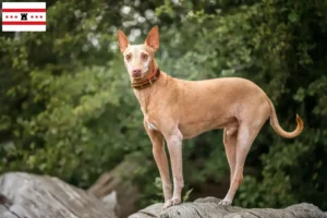 Lees meer over het artikel Podenco fokkers en pups in Drenthe