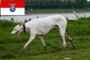 Lees meer over het artikel Podenco fokkers en pups in Hessen