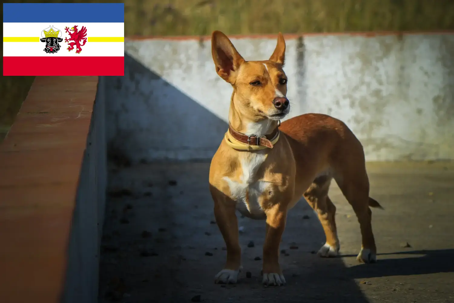 Lees meer over het artikel Podenco fokkers en pups in Mecklenburg-Vorpommern