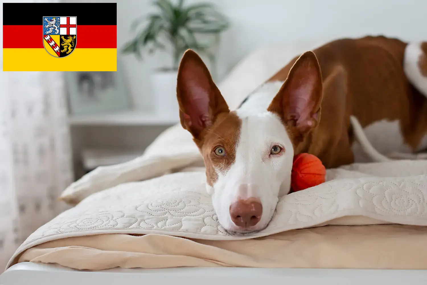 Podenco pups en fokkers Saarland Hier vind je Podencos fokkers im Saarland.