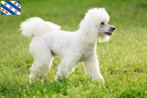 Lees meer over het artikel Poedelfokkers en puppies in Friesland