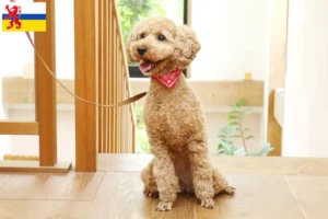 Lees meer over het artikel Poedelfokkers en puppies in Limburg