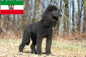 Lees meer over het artikel Poedelfokkers en pups in Noordrijn-Westfalen