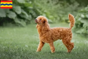 Lees meer over het artikel Poedelfokkers en pups in Overijssel