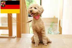 Lees meer over het artikel Poedelfokkers en puppies in Rijnland-Palts