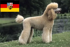 Lees meer over het artikel Poedelfokkers en puppies in Saarland