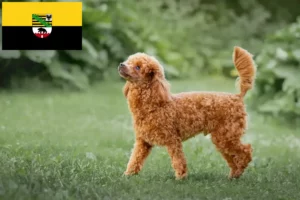 Lees meer over het artikel Poedelfokkers en puppies in Saksen-Anhalt