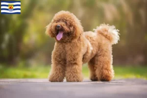 Lees meer over het artikel Poedelfokkers en pups in Zeeland