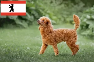 Lees meer over het artikel Poedelfokkers en puppies in Berlijn