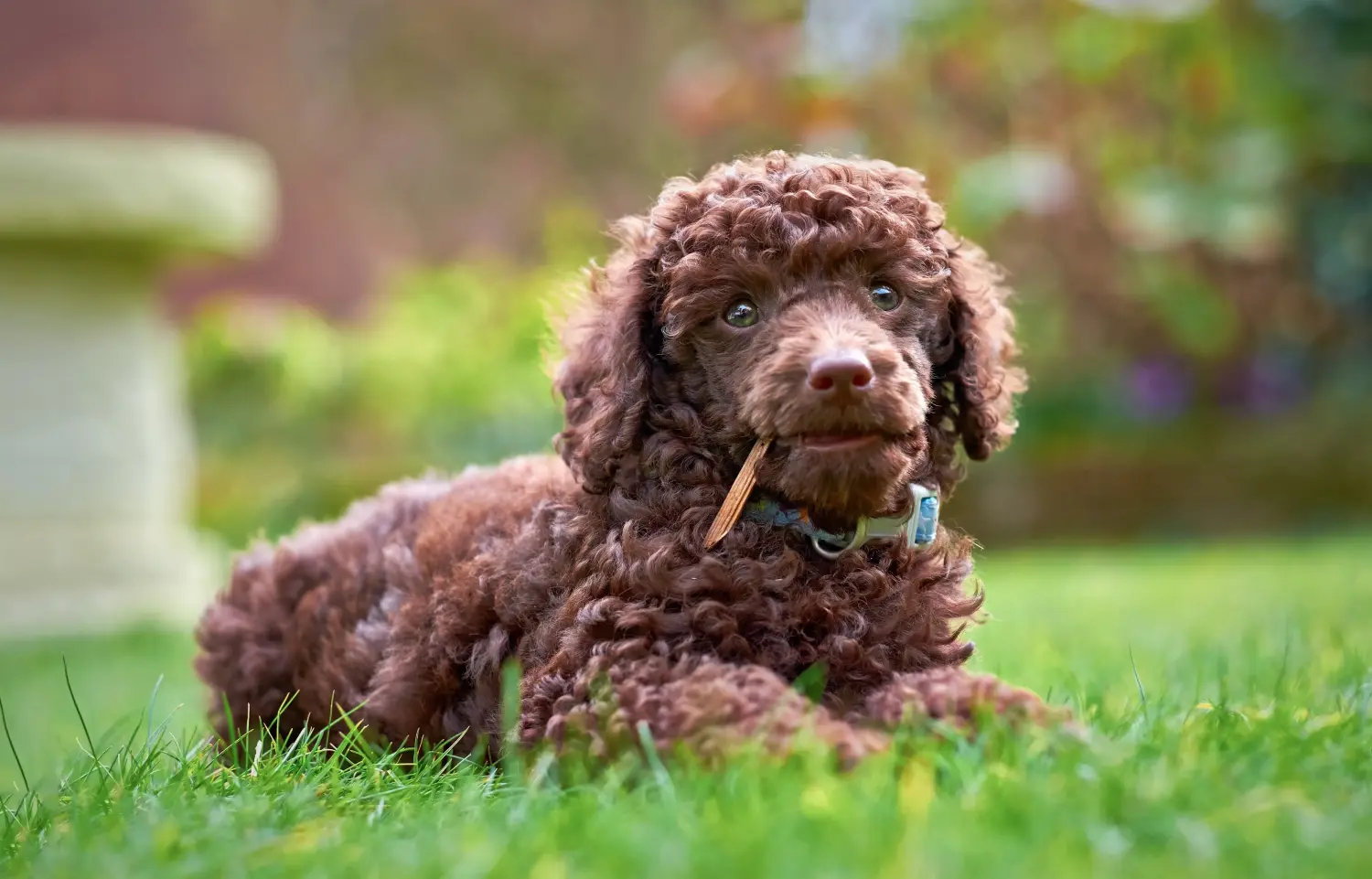 Een poedelpup kopen betekent verantwoordelijkheid nemen! Poedel puppy's kopen.