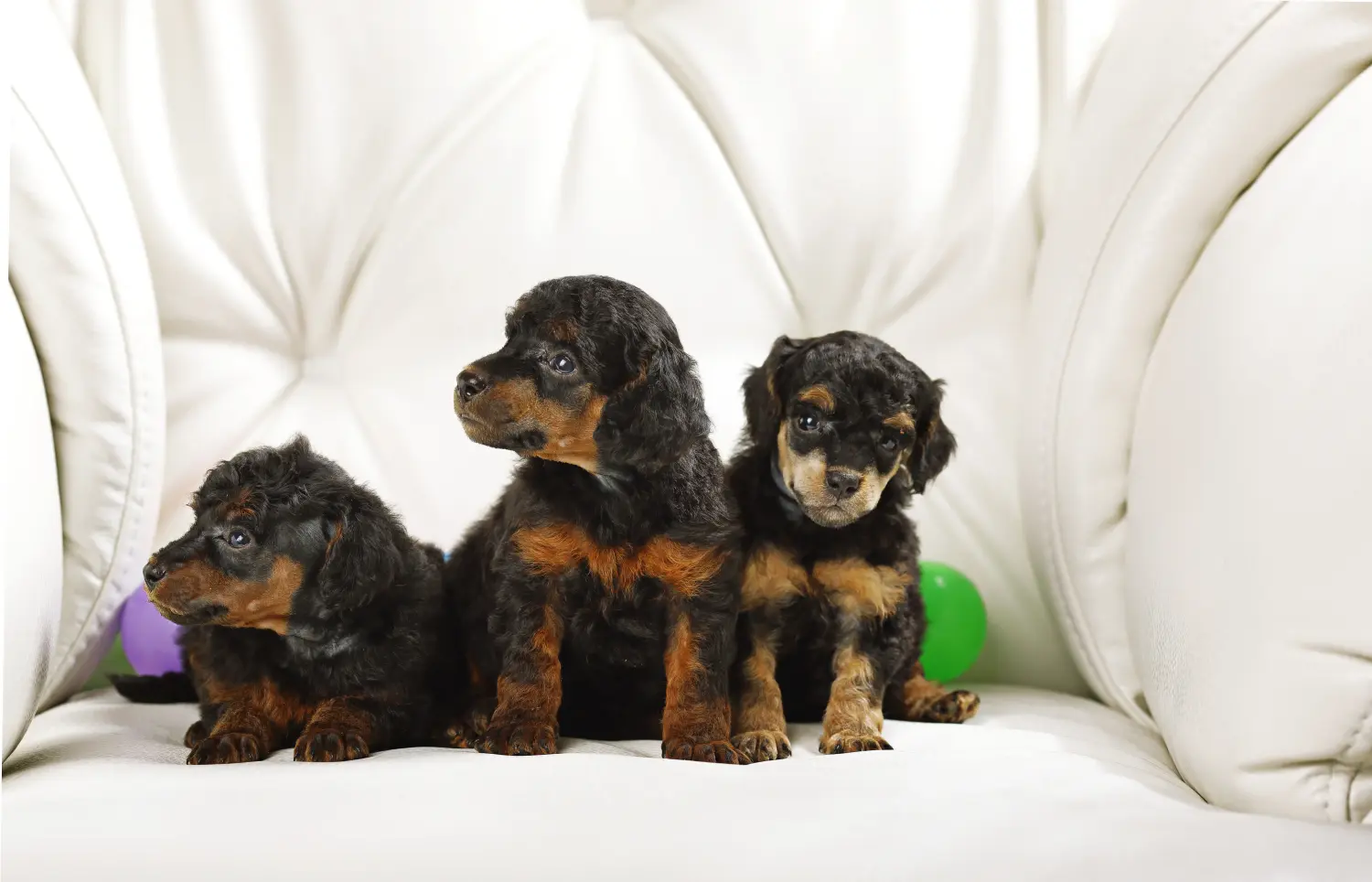 Een poedelpup kopen betekent verantwoordelijkheid nemen! Poedel puppy's kopen.
