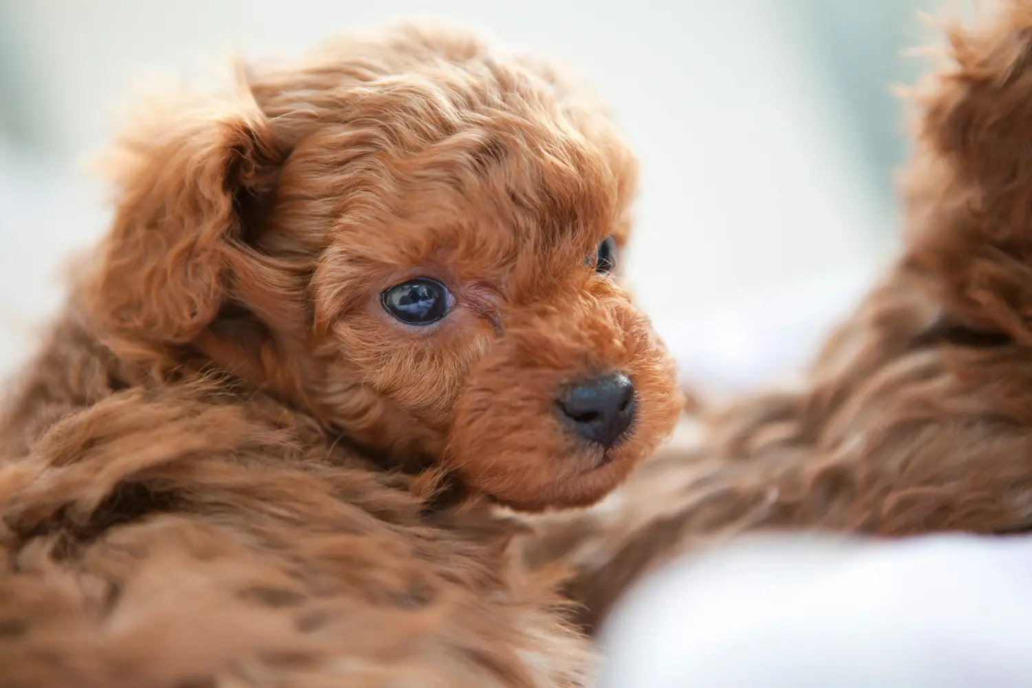 Een poedelpup kopen betekent verantwoordelijkheid nemen! Poedel puppy's kopen.
