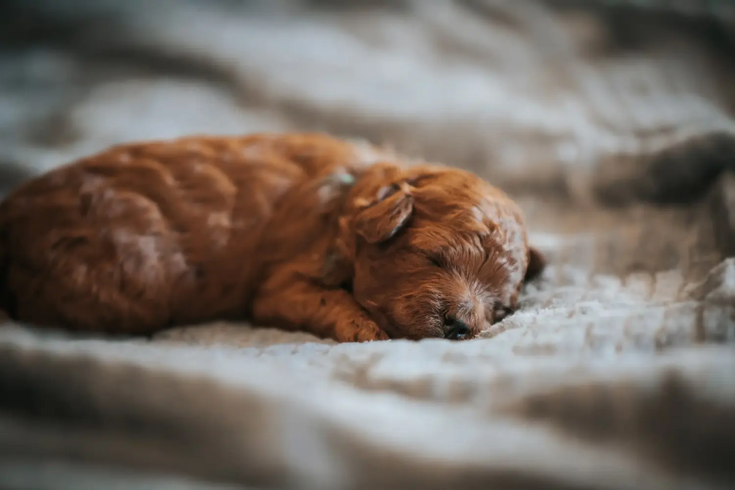 Een poedelpup kopen betekent verantwoordelijkheid nemen! Poedel puppy's kopen.