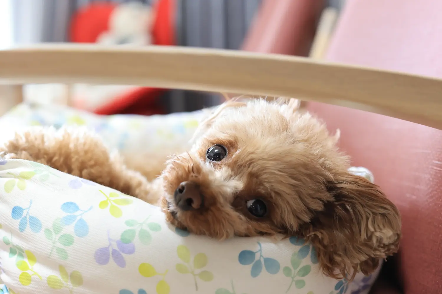 Een poedelpup kopen betekent verantwoordelijkheid nemen! Poedel puppy's kopen.