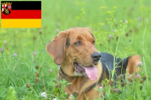 Lees meer over het artikel Poolse Bracke fokkers en pups in Rijnland-Palts
