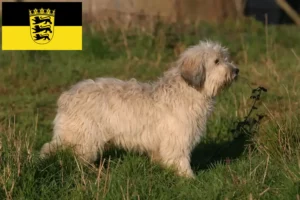Lees meer over het artikel PON fokkers en pups in Baden-Württemberg