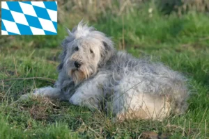 Lees meer over het artikel PON fokkers en puppies in Beieren