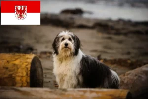 Lees meer over het artikel PON fokkers en pups in Brandenburg