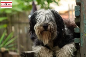 Lees meer over het artikel PON fokkers en pups in Drenthe