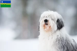 Lees meer over het artikel PON fokkers en pups in Flevoland