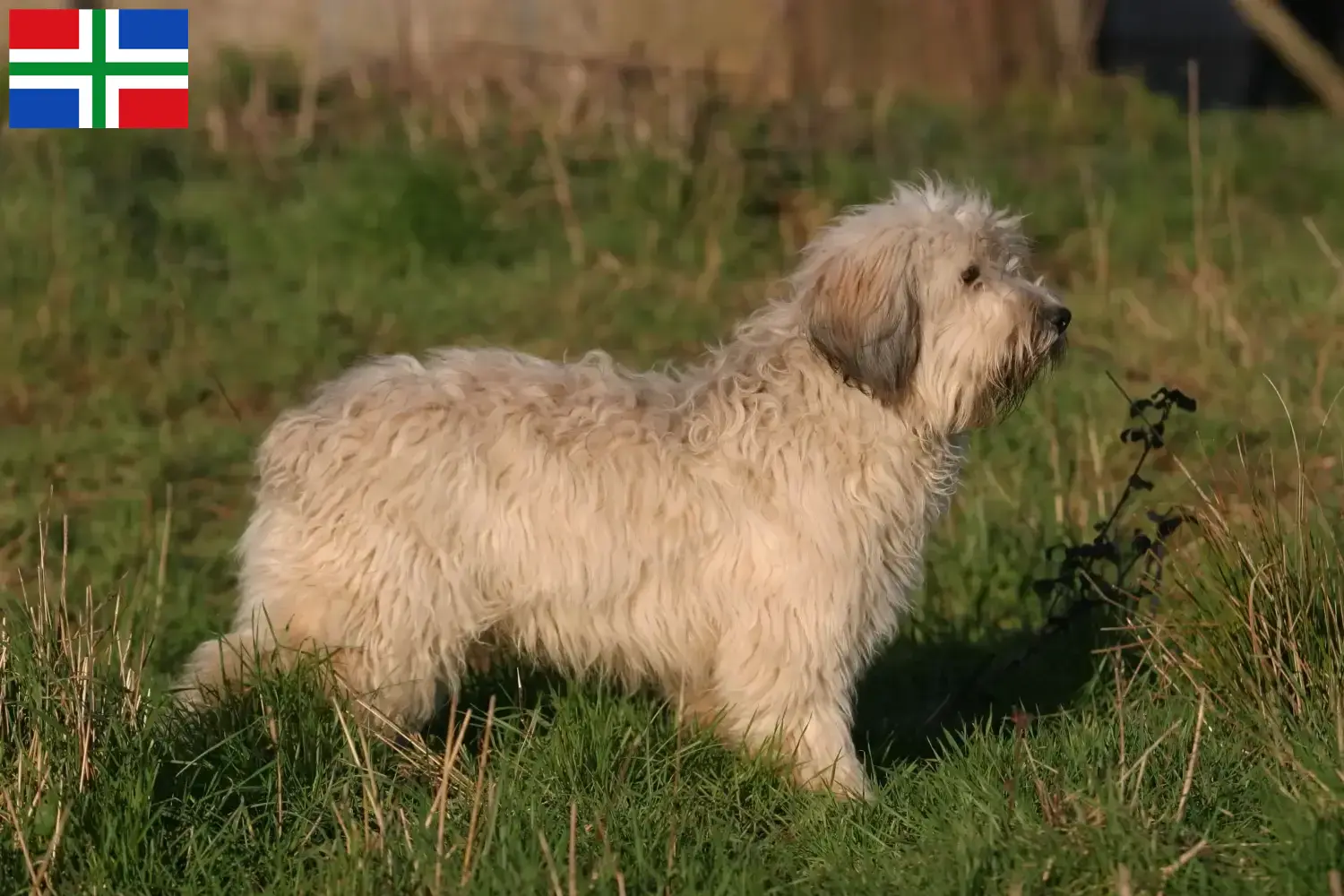 PON puppy's en fokkers Groningen Vind hier PON fokkers in Groningen.