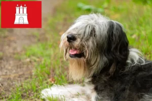 Lees meer over het artikel PON fokkers en pups in Hamburg