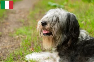 Lees meer over het artikel PON fokkers en puppies in Italië
