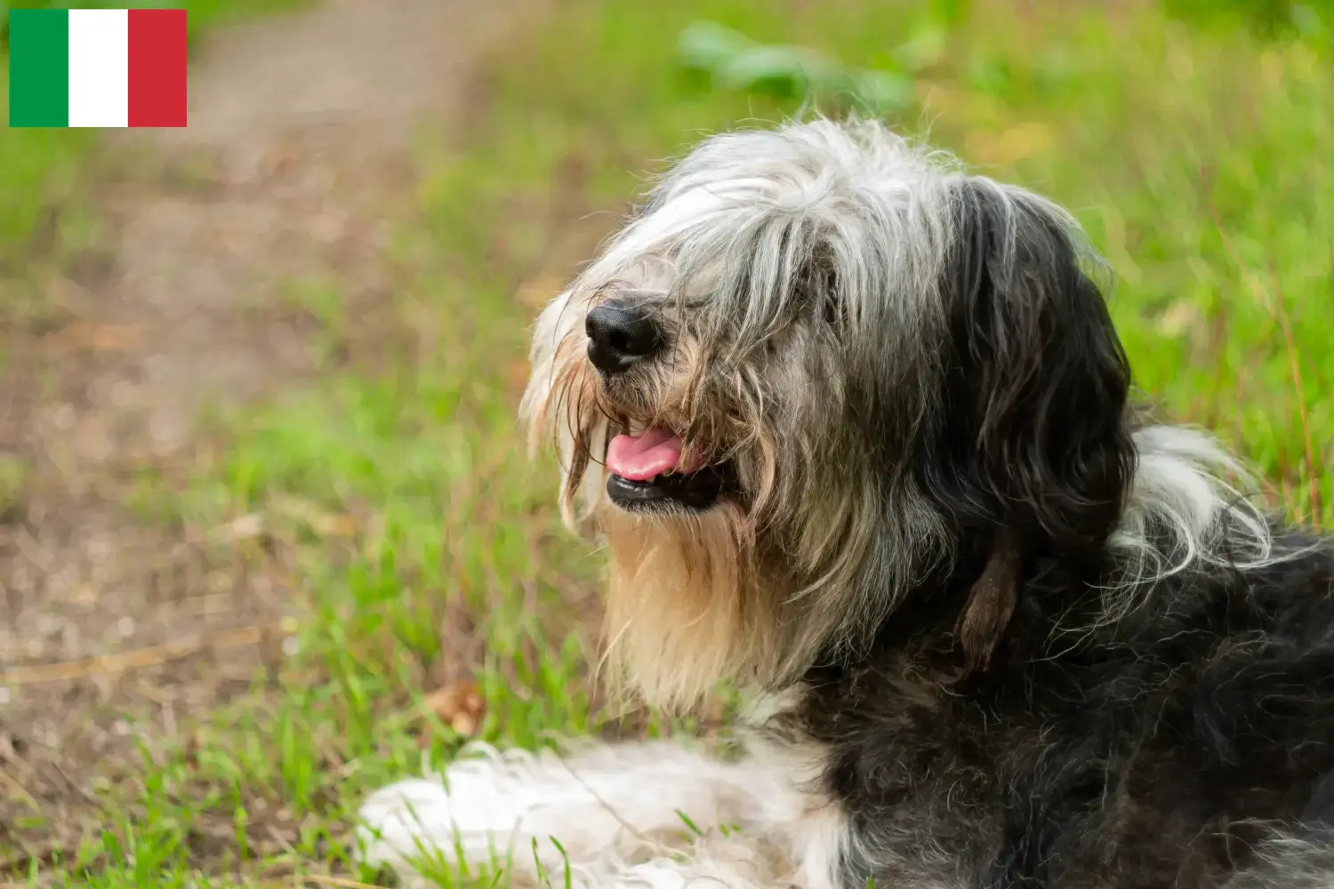 Lees meer over het artikel PON fokkers en puppies in Italië