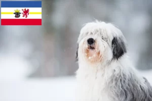 Lees meer over het artikel PON fokkers en pups in Mecklenburg-Vorpommern