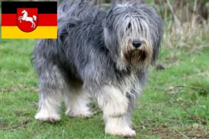 Lees meer over het artikel PON fokkers en pups in Nedersaksen