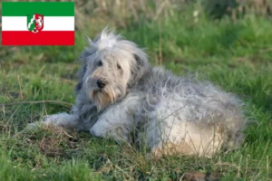 Lees meer over het artikel PON fokkers en pups in Noordrijn-Westfalen