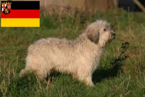 Lees meer over het artikel PON fokkers en pups in Rijnland-Palts