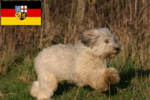 Lees meer over het artikel PON fokkers en pups in Saarland