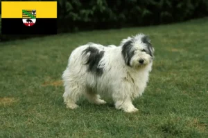 Lees meer over het artikel PON fokkers en pups in Saksen-Anhalt