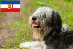 Lees meer over het artikel PON fokkers en pups in Sleeswijk-Holstein