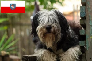 Lees meer over het artikel PON fokkers en pups in Thüringen