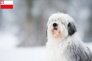 Lees meer over het artikel PON fokkers en pups in Utrecht