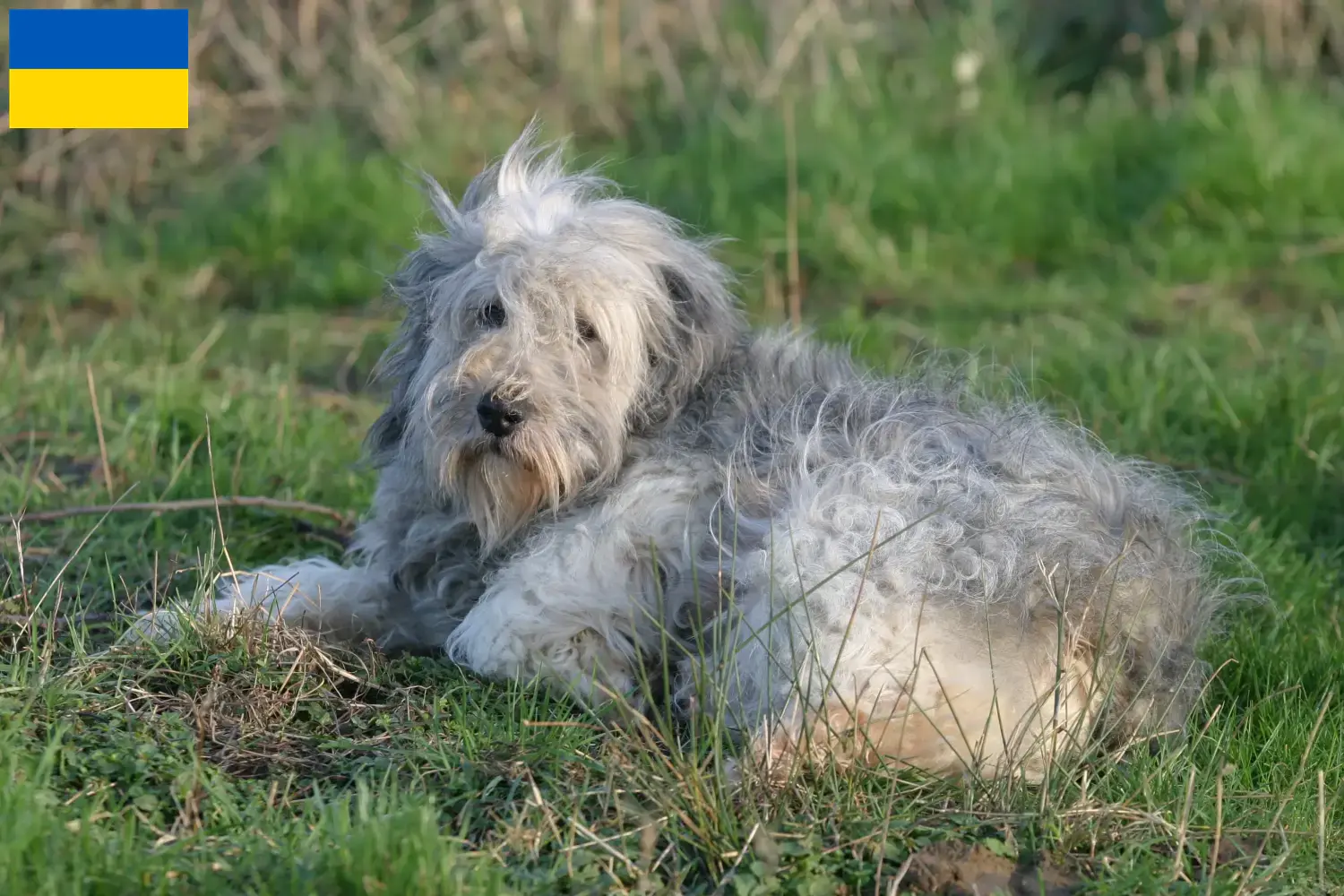 PON puppy's en fokkers Oekraïne Hier vind je PONs fokkers in Oekraïne.