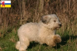 Lees meer over het artikel PON fokkers en pups in Limburg