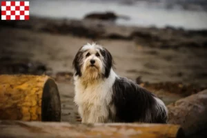 Lees meer over het artikel PON fokkers en pups in Noord-Brabant