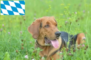Lees meer over het artikel Poolse Bracke fokkers en puppies in Beieren