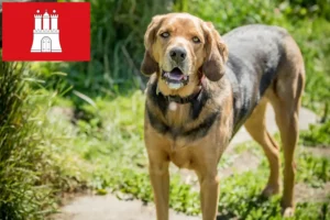 Lees meer over het artikel Poolse Bracke fokkers en pups in Hamburg