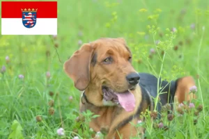 Lees meer over het artikel Poolse Bracke fokkers en pups in Hessen